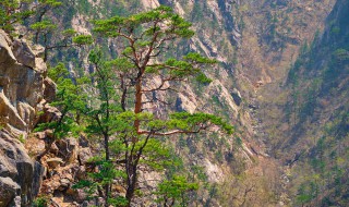 泰山有哪些著名景点 泰山有哪些著名景点图片