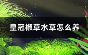 皇冠椒草水草好养吗，怎么养