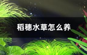 稻穗水草好养吗，怎么养