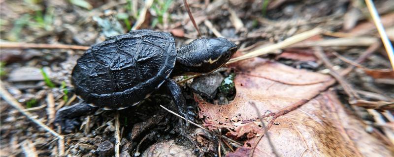 麝香龟多久能长到4cm，多久能长大