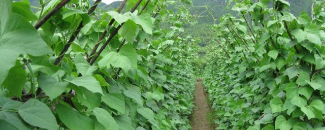 种四季豆的最佳时间 种四季豆最好在几月份呢