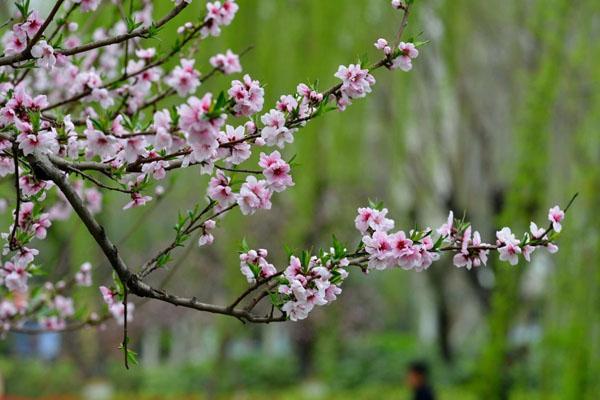 2023郑州看桃花最好的地方