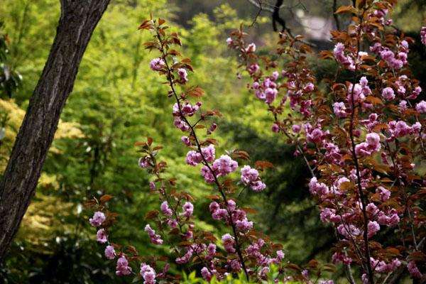 青岛观赏樱花去哪好 最美观赏地推荐