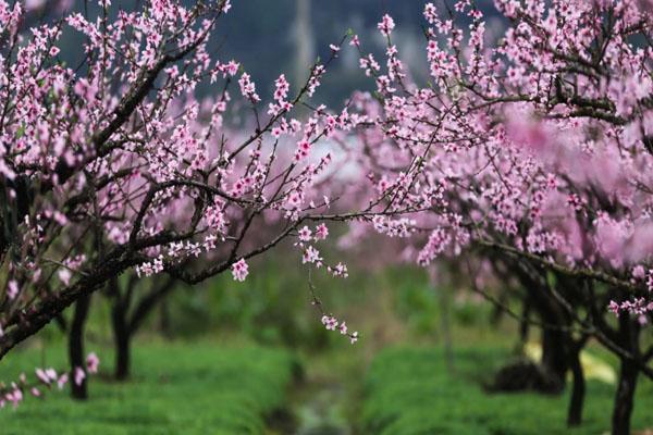 宁夏看桃花的地方 最美赏花地推荐