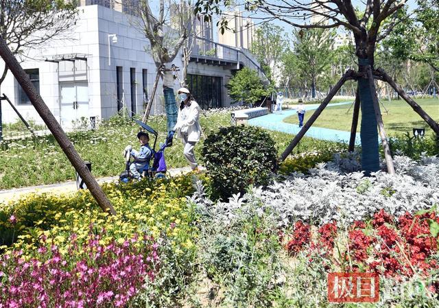 停车场常用植物排名（120种植物299个停车位）