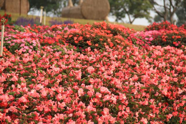 杨过百花谷（杨过和小龙女都爱去的地方）