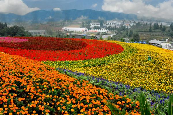 贵阳春天赏花好去处 12个最美赏花旅游景点