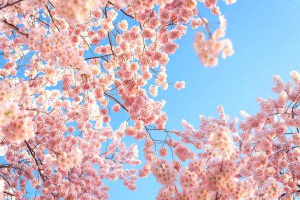 合肥看樱花去哪里好 合肥樱花景点推荐