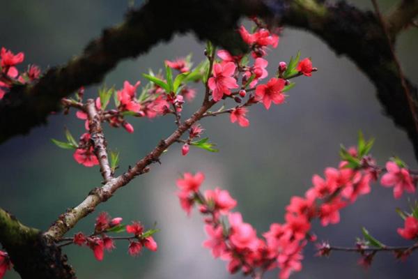 芜湖春天去哪玩 芜湖春季旅游景点推荐