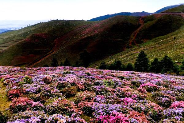 四川哪里有杜鹃花 四川十大赏杜鹃花最好的地方