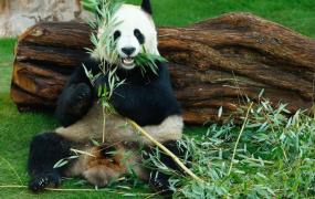 卡塔尔旅游局请中国游客看熊猫吗