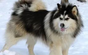 ​成年的阿拉斯加雪橇犬怎么喂养，雪橇犬是什么狗