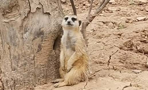 武汉野生动物王国有大熊猫吗5