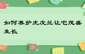 如何养护虎皮兰让它茂盛生长