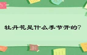 牡丹花是什么季节开的？