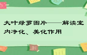 大叶绿萝图片——解读室内净化、美化作用