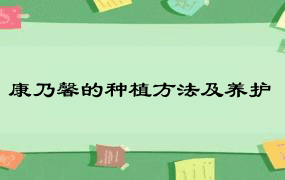 康乃馨的种植方法及养护