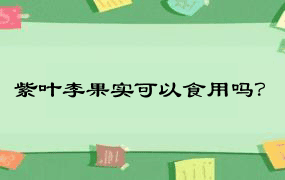 紫叶李果实可以食用吗？