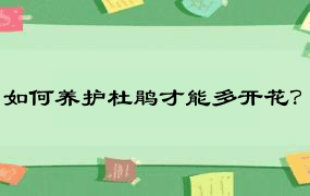 如何养护杜鹃才能多开花？