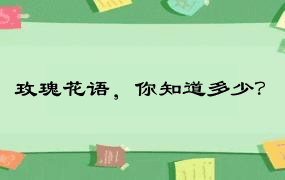 玫瑰花语，你知道多少？