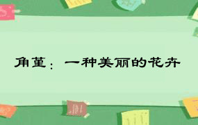 角堇：一种美丽的花卉