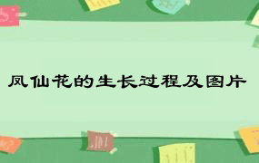 凤仙花的生长过程及图片