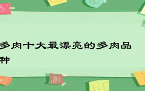 多肉十大最漂亮的多肉品种