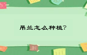 吊兰怎么种植？