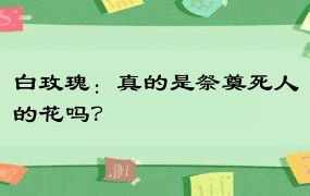 白玫瑰：真的是祭奠死人的花吗？