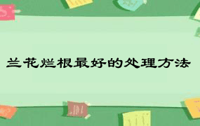 兰花烂根最好的处理方法