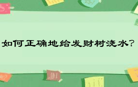 如何正确地给发财树浇水？