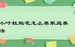 小叶杜鹃花怎么养家庭养法