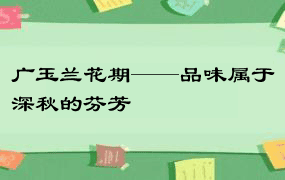 广玉兰花期——品味属于深秋的芬芳