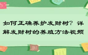 如何正确养护发财树？详解发财树的养殖方法视频