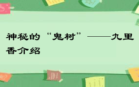 神秘的“鬼树”——九里香介绍