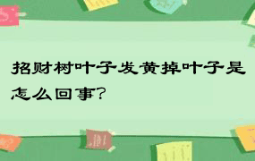 招财树叶子发黄掉叶子是怎么回事？