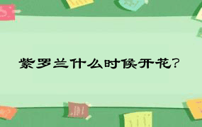 紫罗兰什么时候开花？