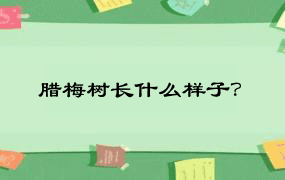 腊梅树长什么样子？