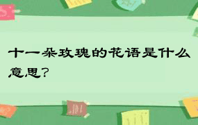 十一朵玫瑰的花语是什么意思？