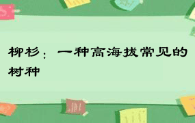 柳杉：一种高海拔常见的树种