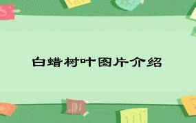 白蜡树叶图片介绍