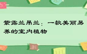 紫露兰吊兰：一款美丽易养的室内植物