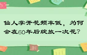 仙人掌开花频率低，为何会在60年后绽放一次花？