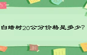 白蜡树20公分价格是多少？