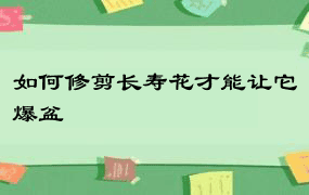 如何修剪长寿花才能让它爆盆