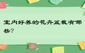 室内好养的花卉盆栽有哪些？