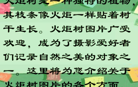 火炬树是一种独特的植物，其枝条像火炬一样贴着树干生长。火炬树图片广受欢迎，成为了摄影爱好者们记录自然之美的对象之一。这里将为您介绍关于火炬树图片的各个方面。