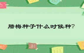 腊梅种子什么时候种？