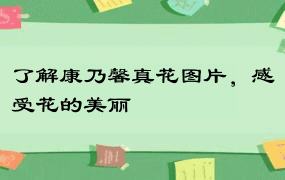 了解康乃馨真花图片，感受花的美丽