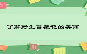 了解野生蔷薇花的美丽